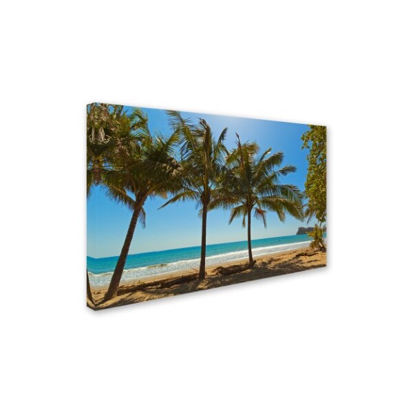 Robert Harding Picture Library 'Palm Trees 2' Canvas Art,30x47